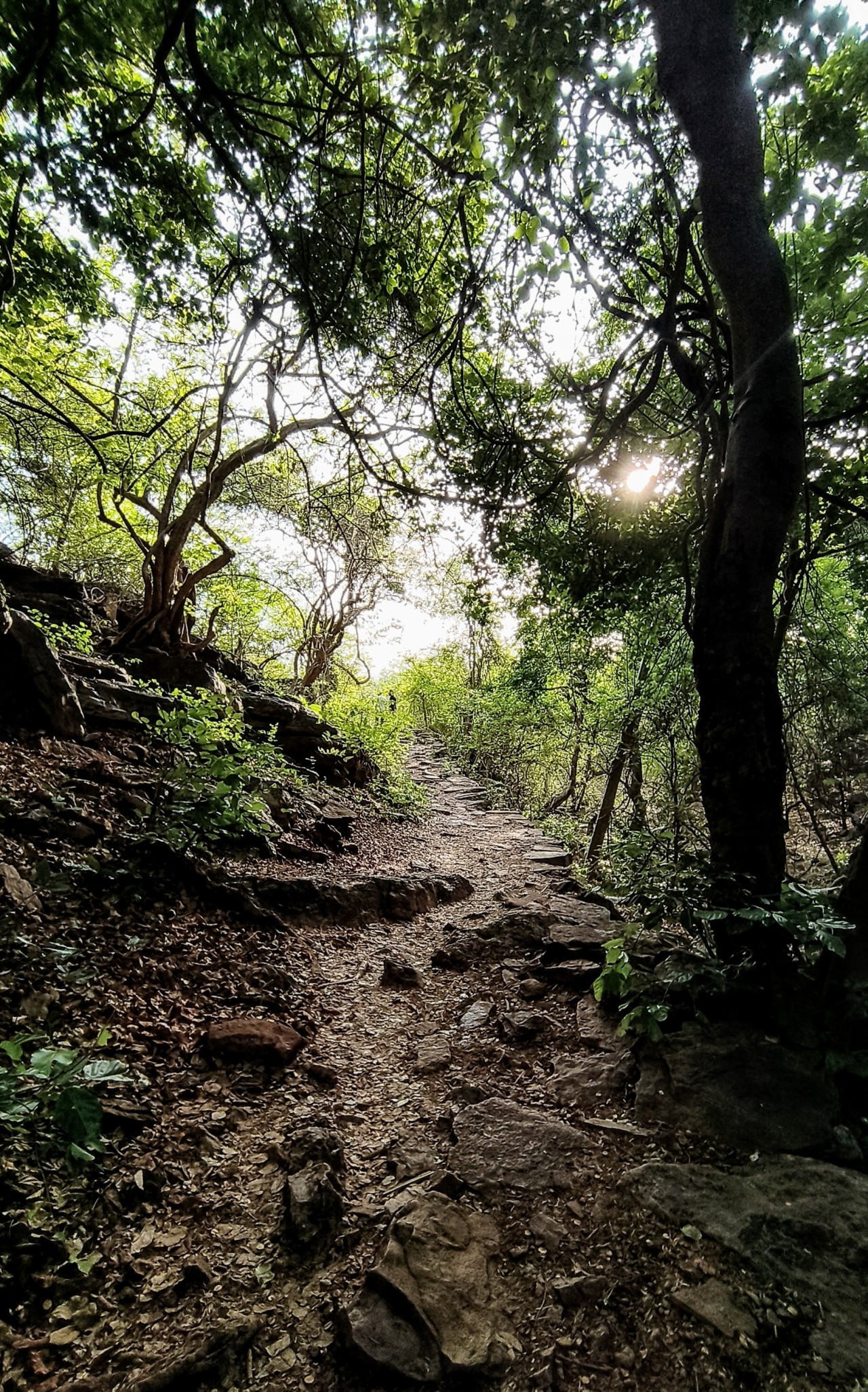 Ahobilam, Andhrapradesh. Free Forests photos