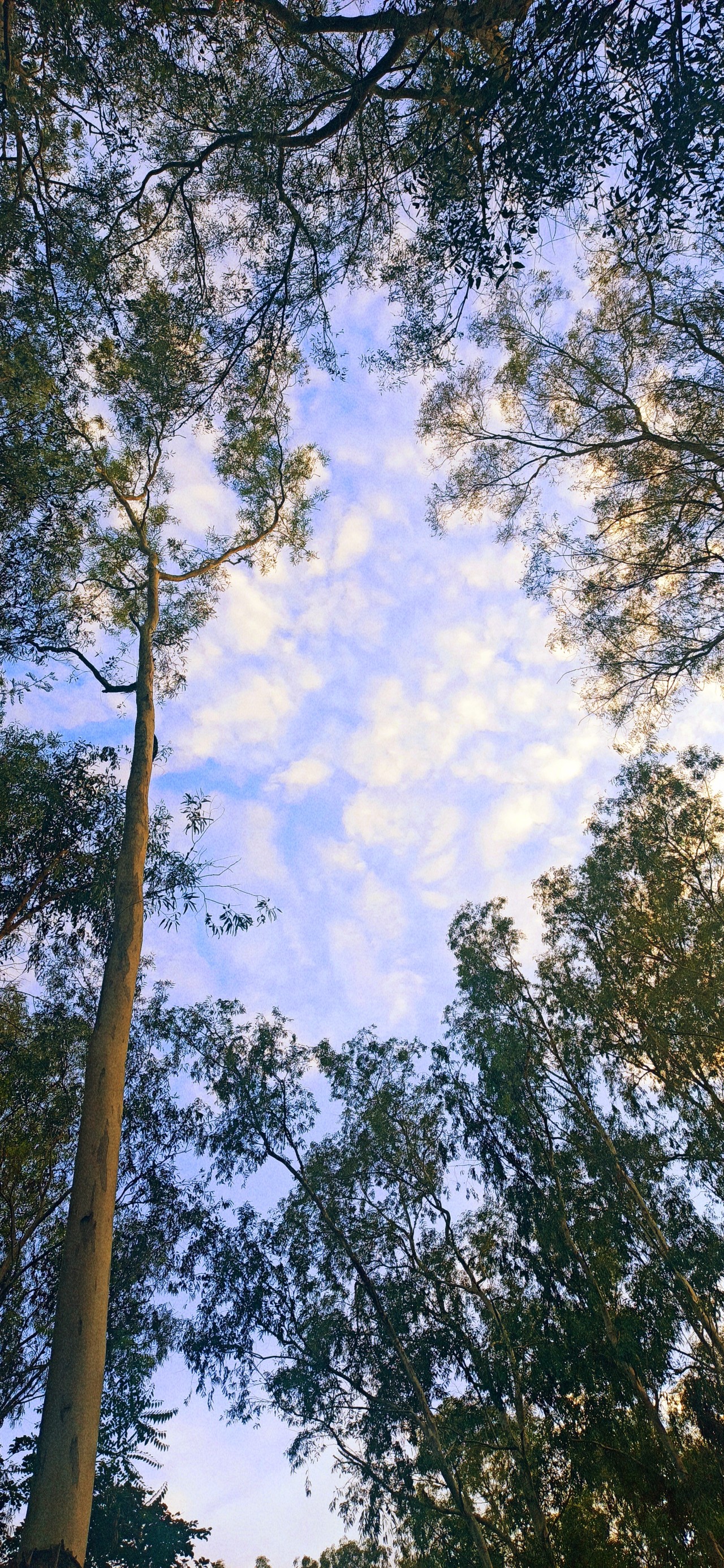 Skies. Free Skies photos