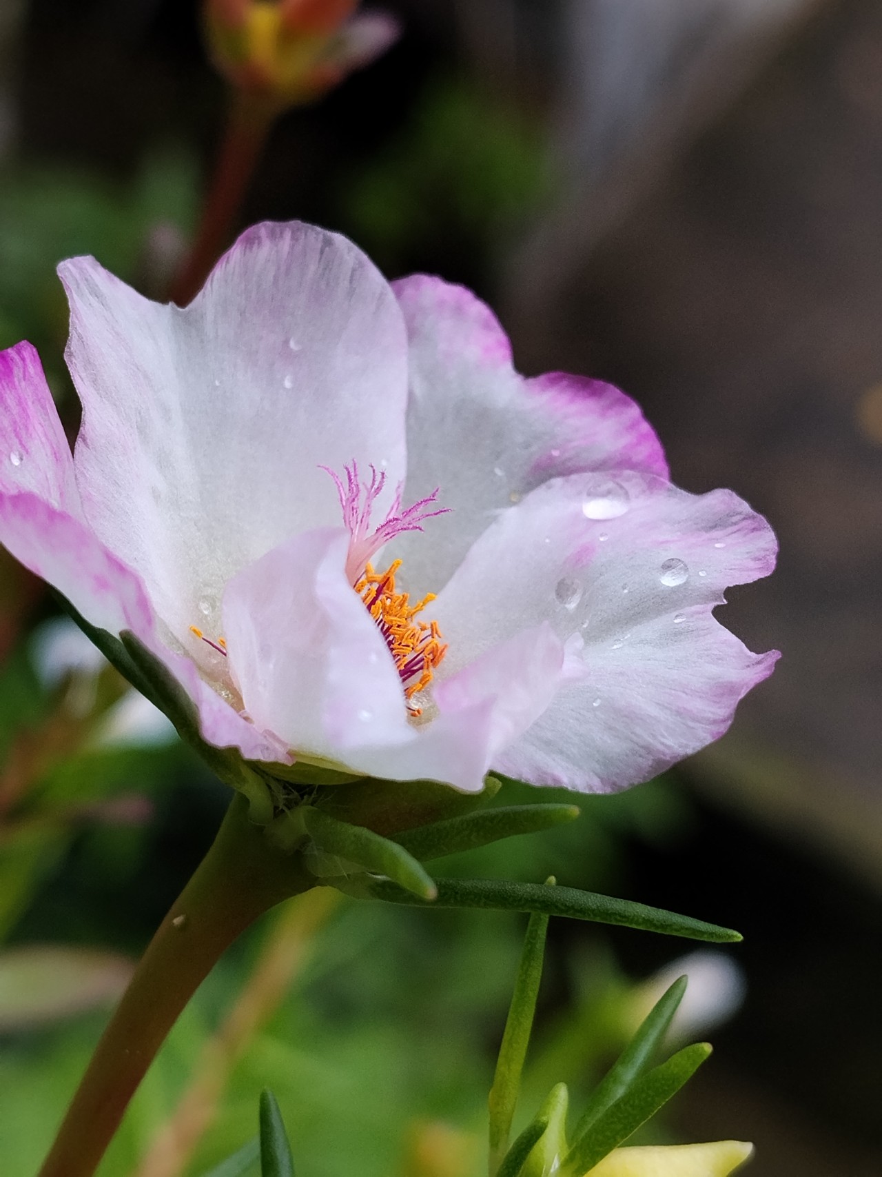 Barishal, Bangladesh. Free Flora photos