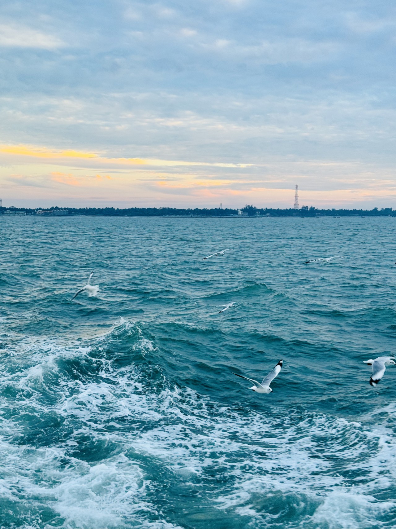 Seagull in Bay of Bengal. Free Seascapes photos