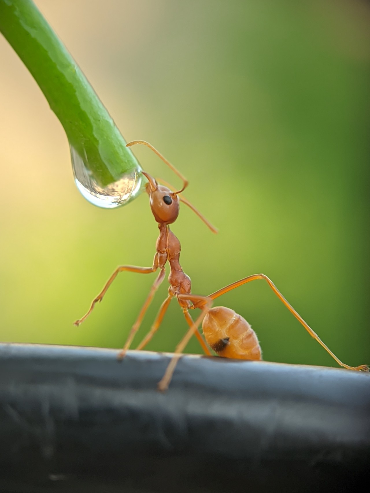Weaver ant behaviour. Free Macro photos