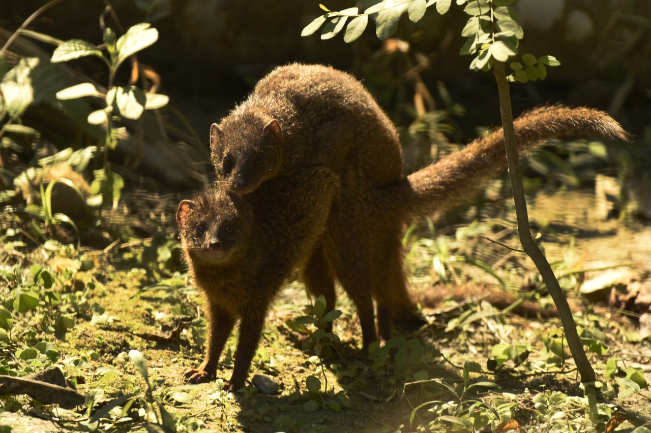 Mongoose mating. Free Wildlife photos
